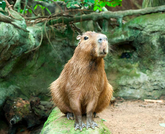 capibara, roedores más grandes del mundo