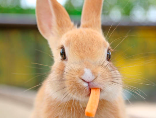 conejos: 10 alimentos tóxicos y venenosos
