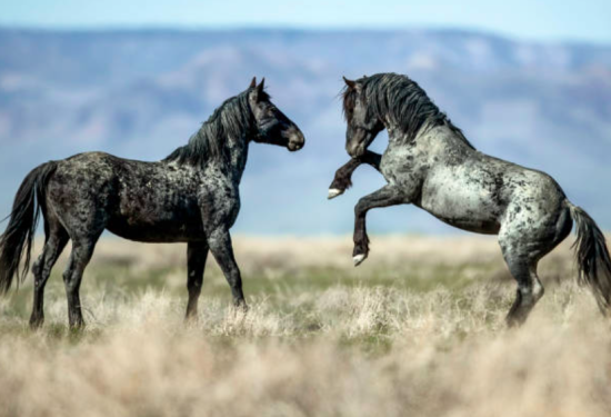 caballo mustang