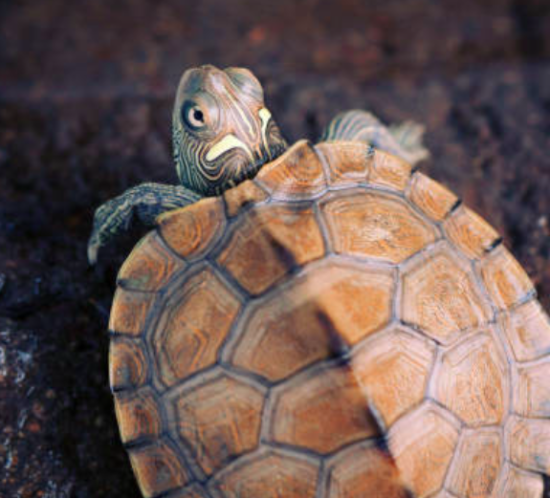 tortuga mapa del norte