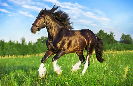 percherón, raza equina