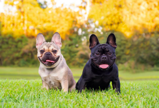 Dos Bulldog Francés con orejas erguidas y expresión simpática